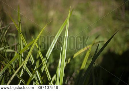 Green Grass On The Street. Not Mowed Lawn In The Yard. Plant In Sunlight. Simple Natural Background.