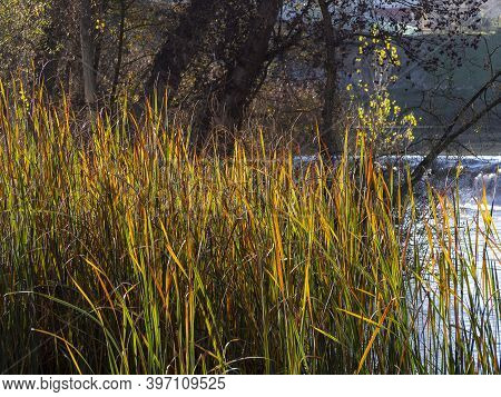 Orange Phragmites Australis, Common Reed. Typical Habitat Of Little Bittern.