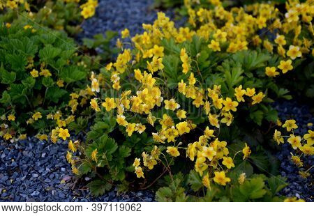 Waldsteinia Ternata Is A Plant, A Perennial Herb. It Blooms From April To May It Is The Original Spe