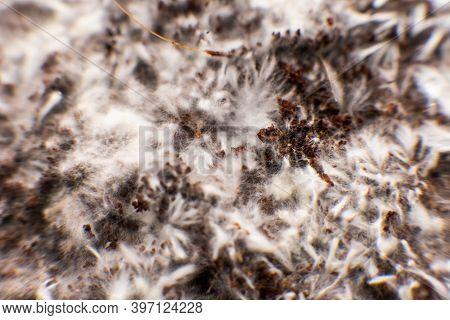 Psilocybe Cubensis. Psilocybin Mushroom. Mycelium Filaments On Coconut Fiber Mycelium.