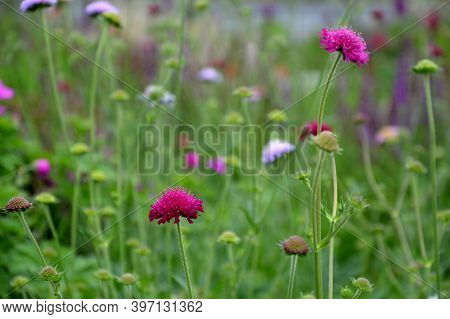 Flowerbed Of Colorful Colors Of Prairie Flowers In An Urban Setting Attractive For Insects And Butte