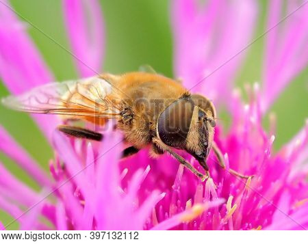 European species of hoverfly (epistrophe eligans) on purple flower