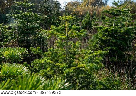 Plantation Of Evergreen Nordmann Firs, Christmas Tree Growing Ourdoor