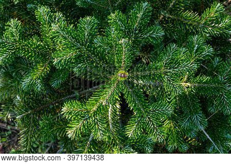 Plantation Of Evergreen Nordmann Firs, Christmas Tree Growing Ourdoor