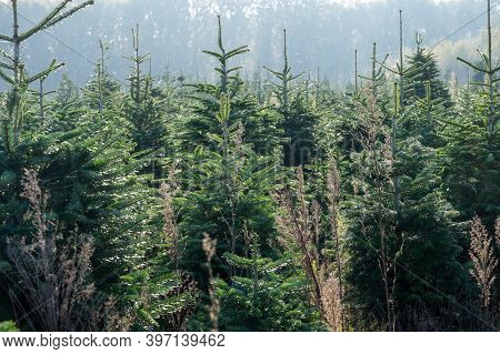 Plantation Of Evergreen Nordmann Firs, Christmas Tree Growing Ourdoor