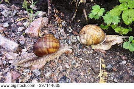 Small Garden Snail In Shell Crawling On Wet Road, Slug Hurry Home. Snail Slug Consist Of Edible Tast