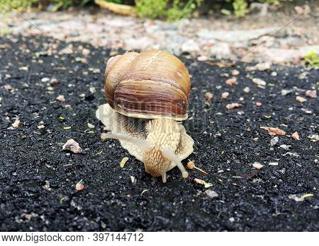 Small Garden Snail In Shell Crawling On Wet Road, Slug Hurry Home. Snail Slug Consist Of Edible Tast