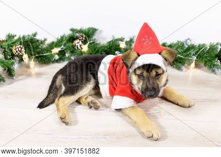 Cute Shepherd Puppy Dressed As Santa Claus Is Sleeping Near The Christmas Tree. Christmas Night In A