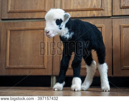 Unique Lamb - A Hybrid Of Sheep And Goat Bred In Russia