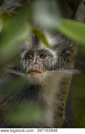 Wild Thomas's Langur, A Primate Mammal, Also Known As Presbytis Thomasi, Looks Around The Rainforest