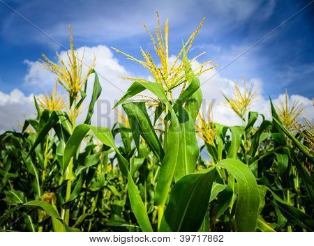 Campo di mais