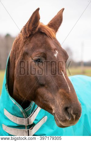 Portrait Of Beautiful  Brown Horse With Caparison