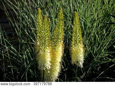 Salvia Nemorosa Eremurus Stenophyllus Prairie Flower Bed With Large Sage Perennials And Tall Yellow 
