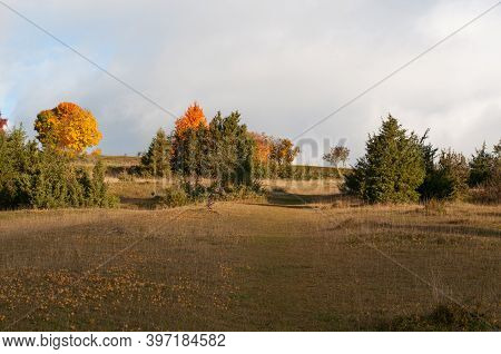 A Juniper Heathland In Swabian Alb In Germany With Cypress Surges In A Meadow In Autumn