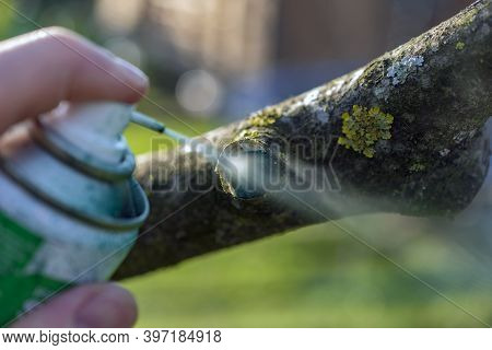Gardener With Special Green Pruning Sealer Sealing Pruning Cuts In Sunny Day.