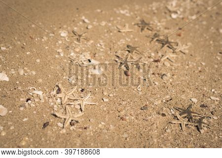 Beige Fawn Brown Beautiful Nature Background Design Screensaver Web Wallpaper For Resort Spa Relax. 
