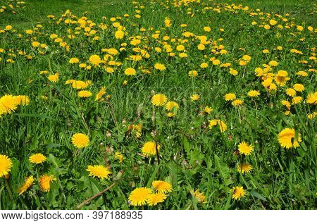 A Pollinator Friendly, Bee-friendly Green Lawn Full Of Blooming Yellow Daffodil Flowers And Bees In 