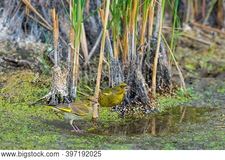 European Greenfinch Or Carduelis Chloris In Wild Nature