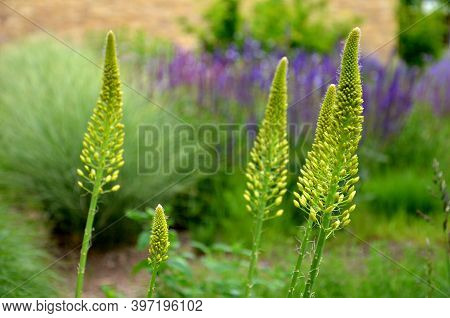 Salvia Nemorosa Eremurus Stenophyllus Prairie Flower Bed With Large Sage Perennials And Tall Yellow 