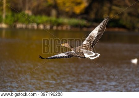The Greylag Goose, Anser Anser Is A Species Of Large Goose In The Waterfowl Family Anatidae And The 
