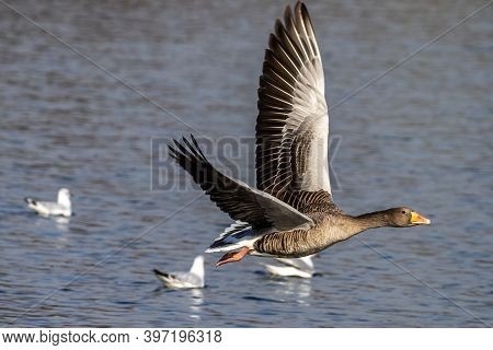 The Greylag Goose, Anser Anser Is A Species Of Large Goose In The Waterfowl Family Anatidae And The 