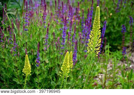 Salvia Nemorosa Eremurus Stenophyllus Prairie Flower Bed With Large Sage Perennials And Tall Yellow 