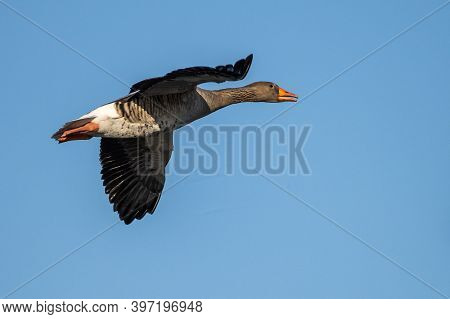The Greylag Goose, Anser Anser Is A Species Of Large Goose In The Waterfowl Family Anatidae And The 