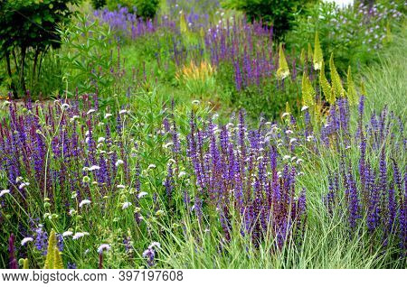 Salvia Nemorosa Eremurus Stenophyllus Prairie Flower Bed With Large Sage Perennials And Tall Yellow 