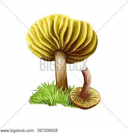 Phylloporus Rhodoxanthus Mushroom Digital Art Illustration. Gilled Bolete Boletaceae Watercolor Prin