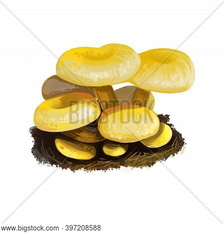 Pleurotus Citrinopileatus Mushroom Digital Art Illustration. Cornucopiae Subsp Watercolor Print, Gol
