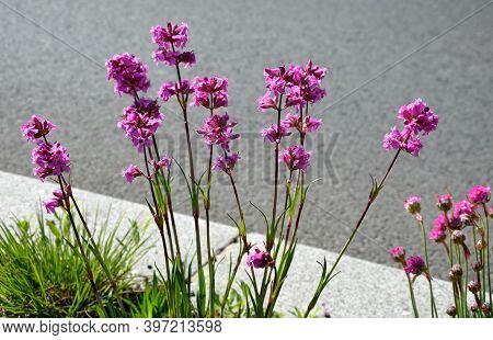Tufted, Undemanding Perennial. Leaves In The Ground Rosette. Pink Flowers On Higher Stems. Soil Sand