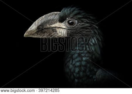 Portrait Hornbill On Dark Background. Detail Face Bird. Close-up Hornbill. Poster Bird. Photo With P