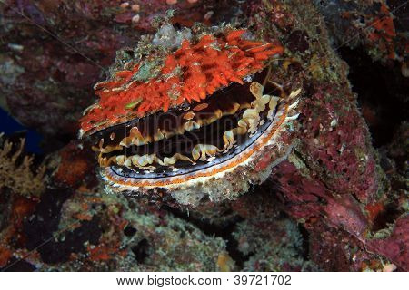 Cierniste ostryg