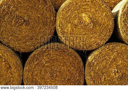 Round Yellow Hay Bales Stacked In A Row.