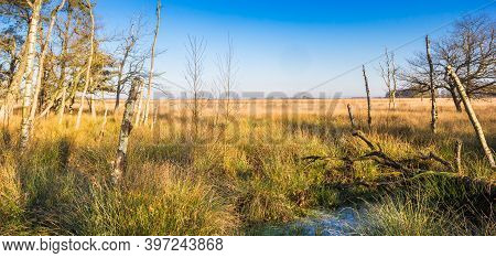 Dead Tree Stems In The Noordsche Veld Nature Reserve In Drenthe, Netherlands