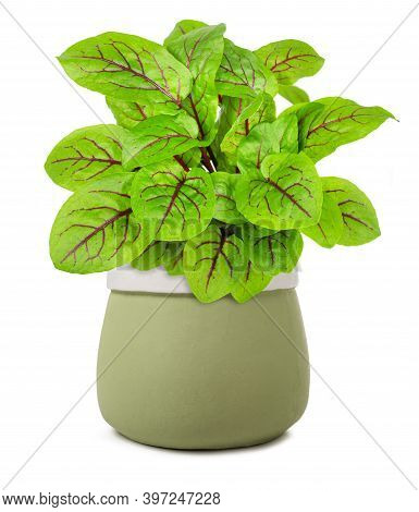 Red Veined Sorrel In Vase Isolated On White Background