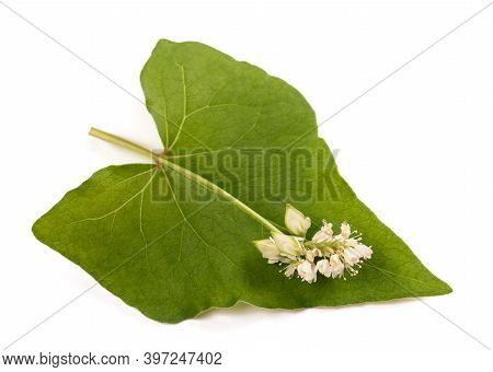 Buckwheat  Flowers Isolated On A White Background