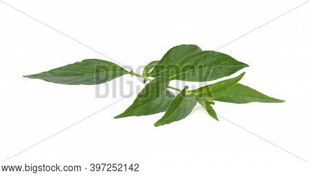 Andrographis Paniculata Green Herbal On White Background