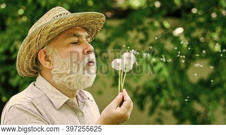 Lonely Grandpa Blowing Dandelion Seeds In Park. Mental Health. Tranquility And Serenity. Harmony Of 