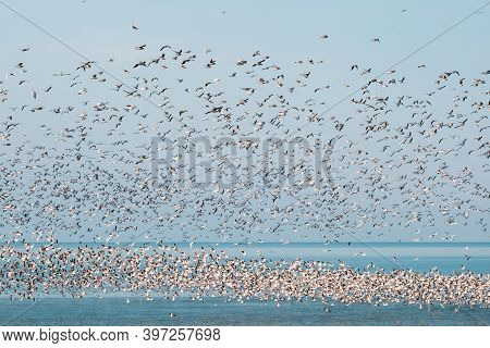 Flock Of Flying Seagulls In The Sky Over The Blue Sea With Floating Seagulls