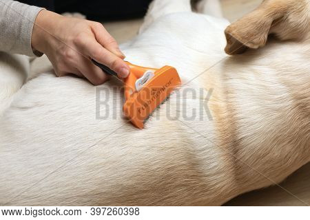 Close Up Of Dog Lying At Vet Clinic While Professional Groomer Or Veterinarian Combing His Fur With 