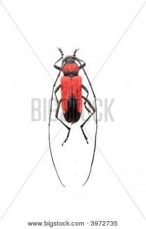 Longhorn Beetle