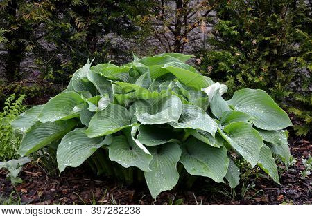 Hosta Tardiana Halcyon Big Green Leaves Perenial Plant Shade Tolerant White Flowers Turf Bunch