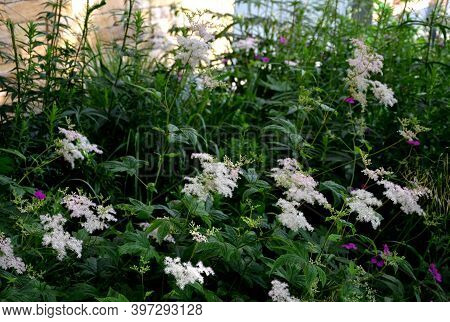 Herb Up To 200 Cm Tall With A Tall, Straight And Sparsely Branched Deciduous Stem The Leaves Have Al