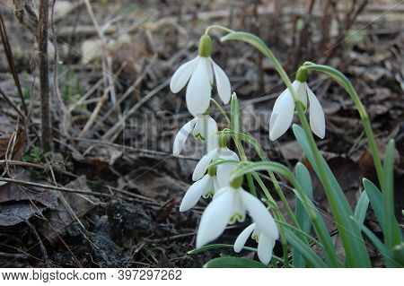 Snowdrop Or Common Snowdrop (galanthus Nivalis) Flowers.
