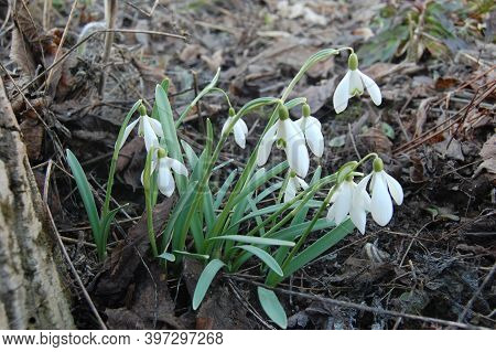 Snowdrop Or Common Snowdrop (galanthus Nivalis) Flowers.