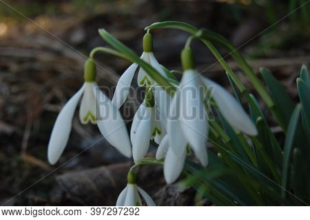 Snowdrop Or Common Snowdrop (galanthus Nivalis) Flowers.