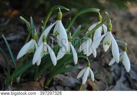 Snowdrop Or Common Snowdrop (galanthus Nivalis) Flowers.