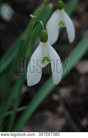 Snowdrop Or Common Snowdrop (galanthus Nivalis) Flowers.