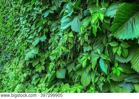 Gynostemma Pentaphyllum Is Species Of Herbaceous Plants From Genus Gynostemma Of  Pumpkin Family. Na